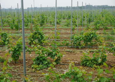 200G/M2 Zinc Coated Vineyard Trellis Posts , Trellis Support Posts For Australia