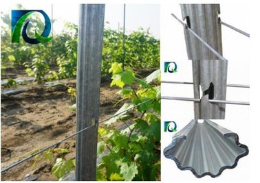 3.0mm U Type 275G Zinc Metal Orchard Trellis Post