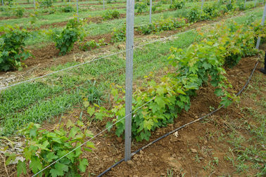 275gr HDG 54x30mm Height 2.4m Grape Trellis Posts