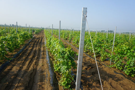 8ft Galvanized H Hole Type 2mm Vineyard Teralis Posting